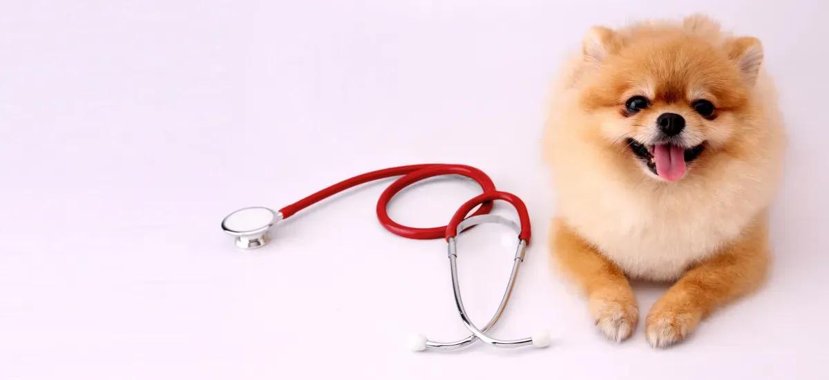 Pet insurance is evolving—discover how new AI-driven plans like Lemonade slash premiums and pay claims fast, and see if coverage truly saves you money.

